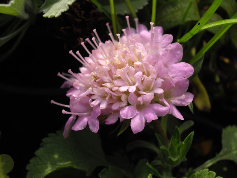 Pterocephalus perennis ssp bellidifolius en fleurs sur pentes caillouteuses des montagnes grecques